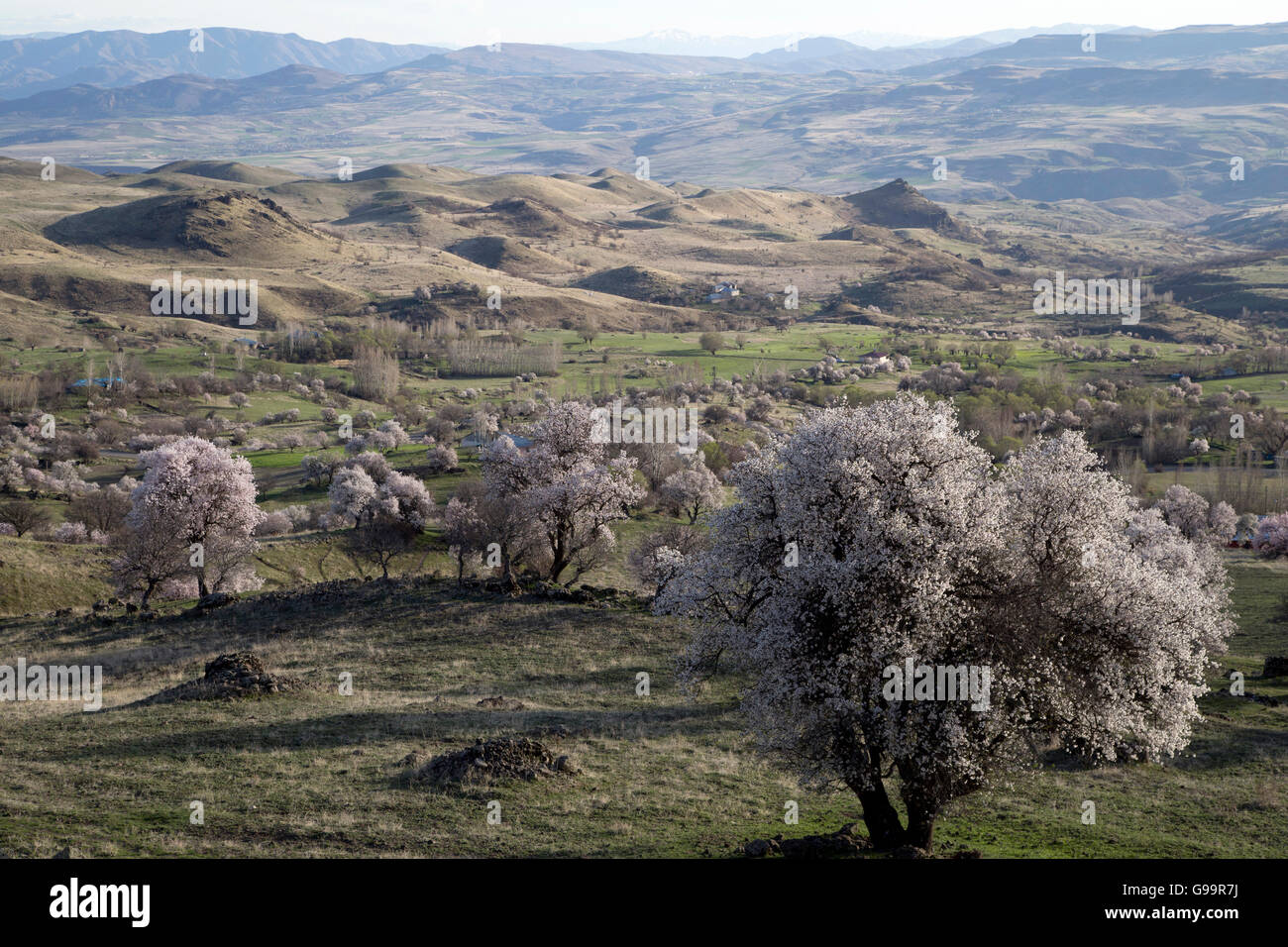 Mandelbäume blühen in der wilden Natur. Stockfoto