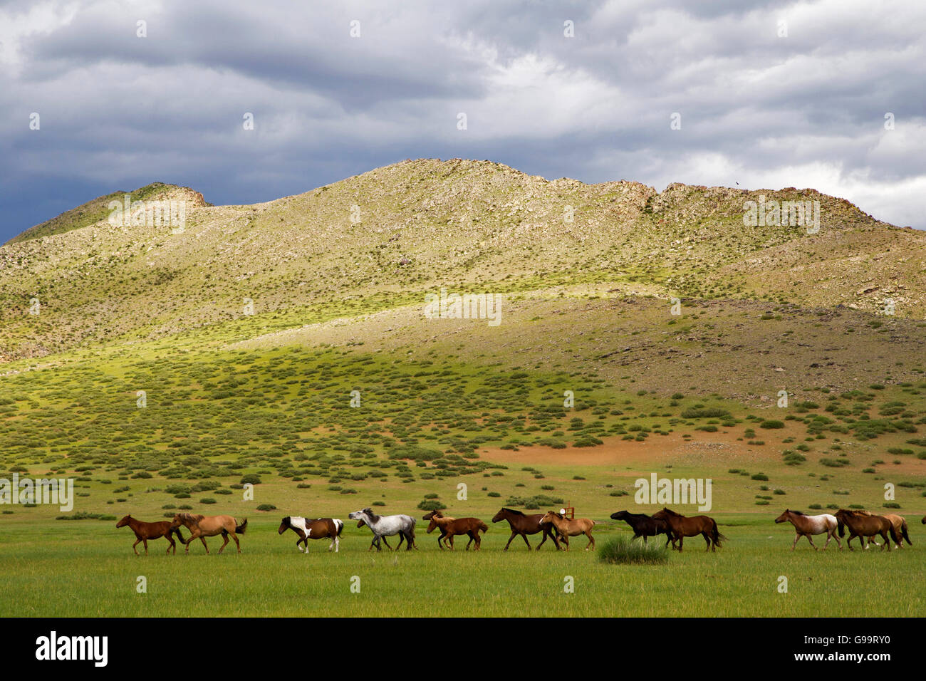 Wilde Pferde Runing, Innere der Mongolei Stockfoto