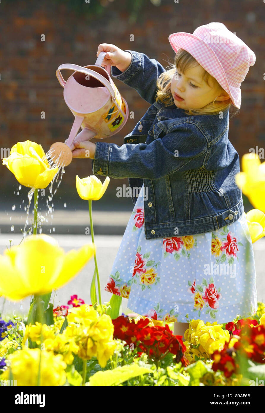 Die dreijährige Iris Allen bewässert die Tulpen in Alverstoke in Hampshire, als die Temperaturen in diesem Jahr zum ersten Mal die 20-Grad-Barriere durchbrechen. Stockfoto