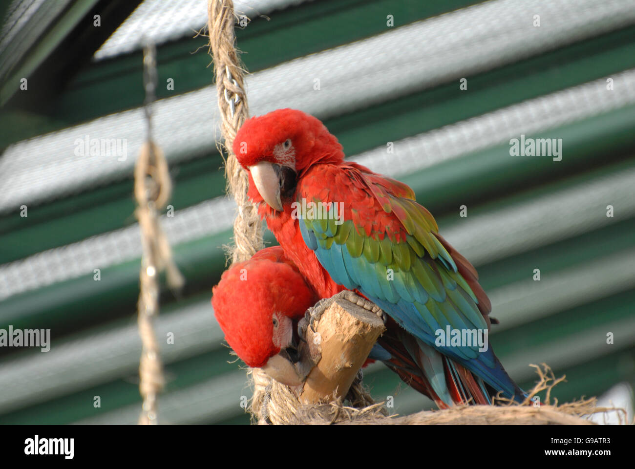 Zwei bunte Papageien auf einem Baum mit abstrakten Hintergrund Stockfoto