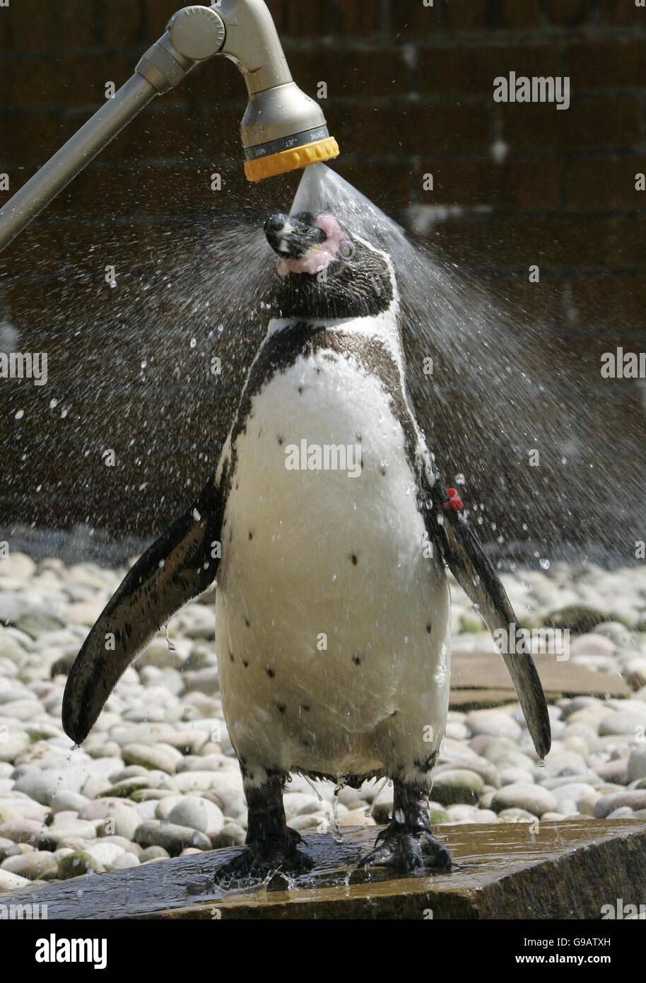 Forrest der Humbolt Pinguin genießt eine kalte Dusche im Blair Drummond Safari Park in der Nähe von Stirling, während das heiße Wetter in ganz Schottland weitergeht. Stockfoto
