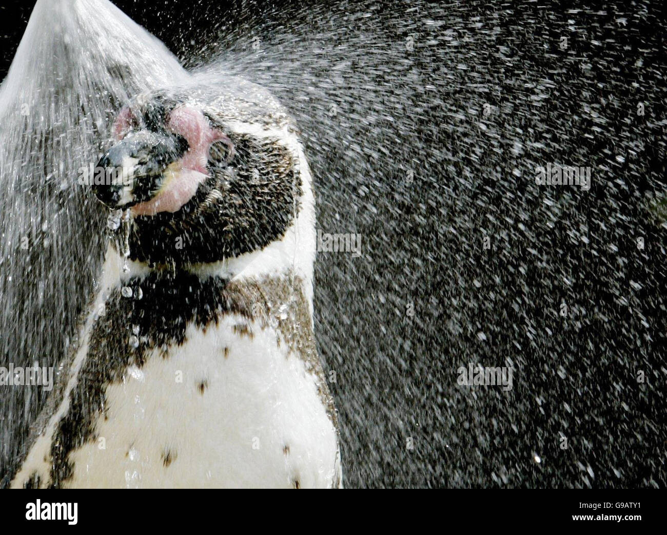 Forrest der Humbolt Pinguin genießt eine kalte Dusche im Blair Drummond Safari Park in der Nähe von Stirling, während das heiße Wetter in ganz Schottland weitergeht. Stockfoto