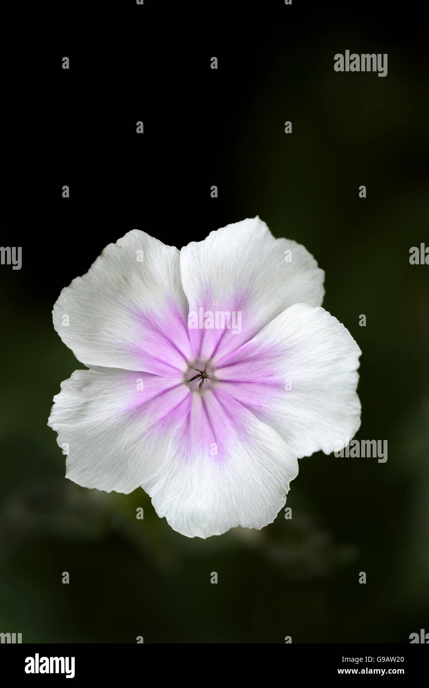 Lychnis Coronaria var. occulata Stockfoto