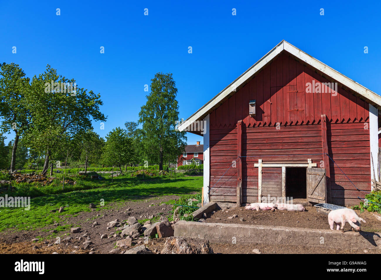 Schweine in den Stall auf einem Bauernhof Stockfoto