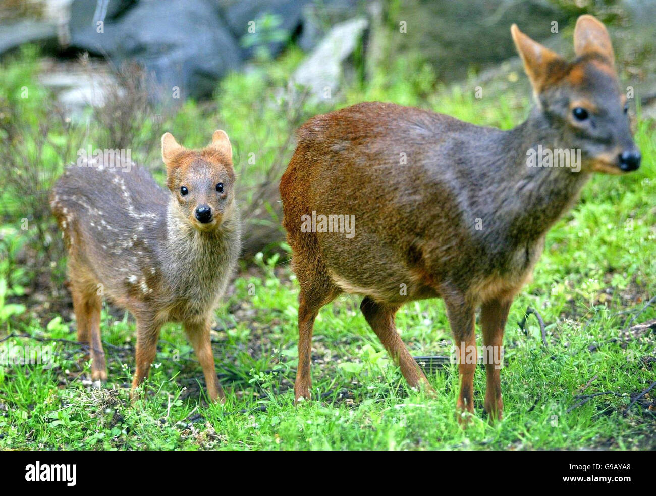 Honey, ein kleines Pudu-Hirsch, geboren am 22. April, macht mit ihrer Mutter Amber einen Spaziergang in der Sonne im Edinburgh Zoo. Stockfoto