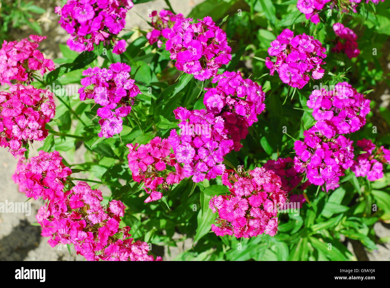 Kartäuser rosa, Dianthus carthusianorum Stockfoto