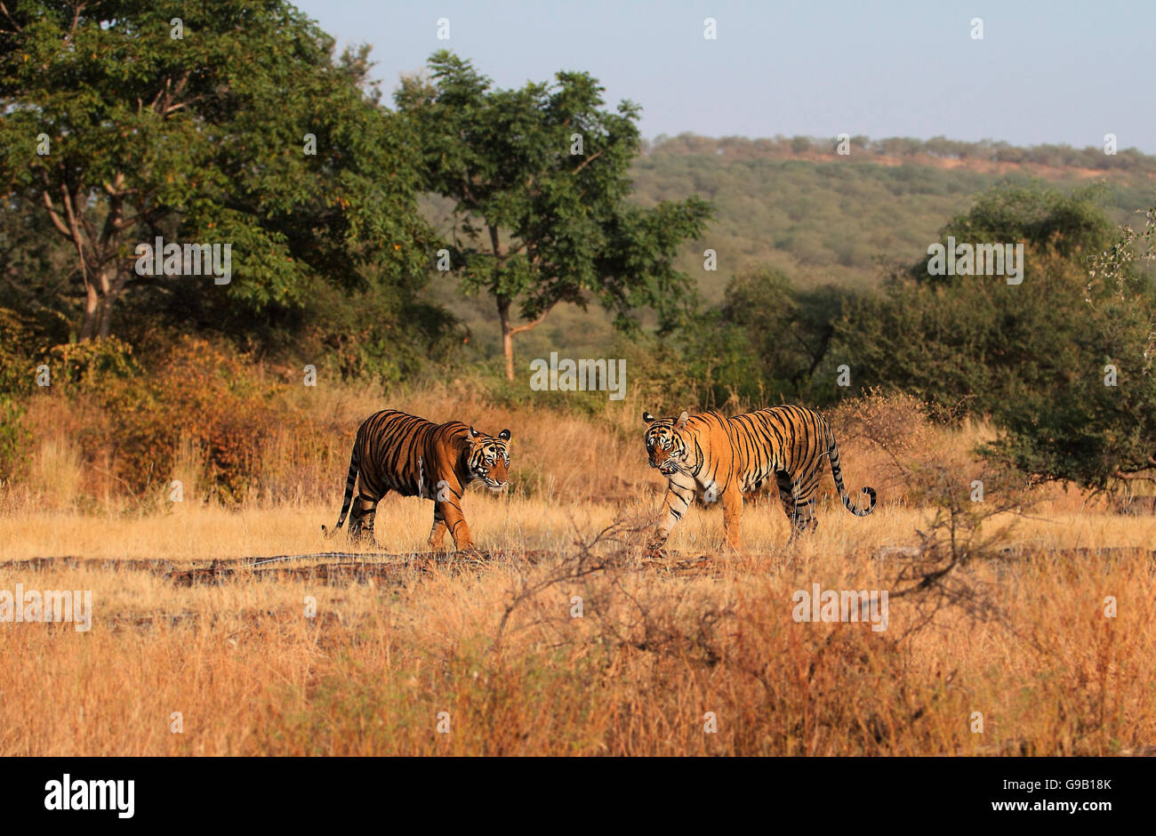 Zwei Royal Bengal Tiger im Wald, knurrt die Mutter auf ihr junges Stockfoto