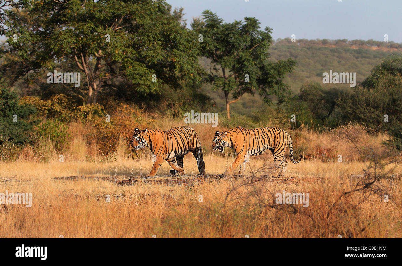 Zwei Royal Bengal Tiger im Wald, knurrt die Mutter auf ihr junges Stockfoto