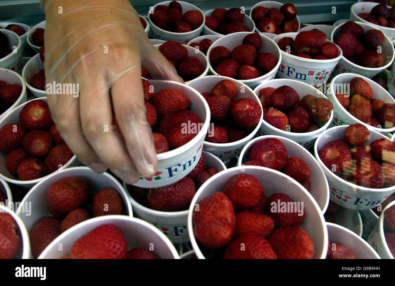 BIBLIOTHEKSFILER vom 25/06/01 von Erdbeeren, die an den Catering-Ständen zubereitet werden, bevor die Tore bei den Wimbledon Championships für die Öffentlichkeit geöffnet werden. Stockfoto