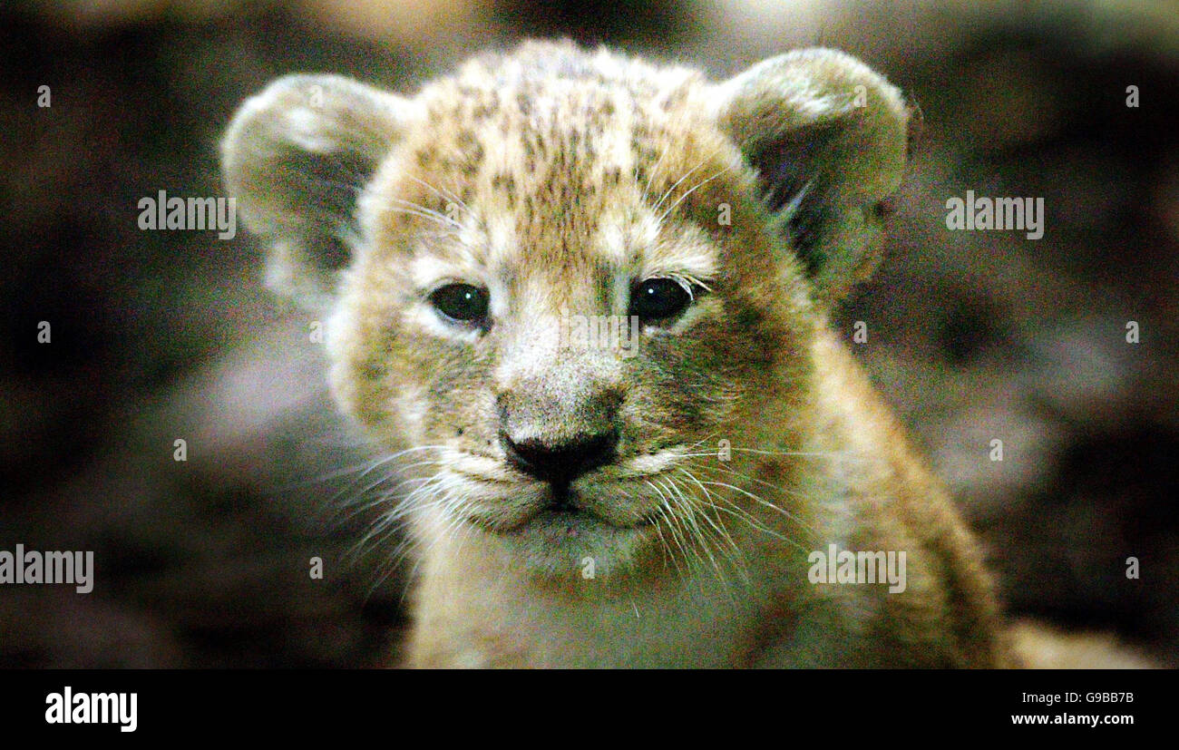 Eines der asiatischen Löwenjungen, die neuesten Ankömmlinge im Zoo von Edinburgh. Stockfoto