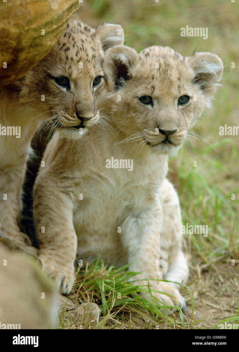 TIERE Löwen. Zwei von vier neugeborenen Löwenjungen spielen im Whipsnade Wild Animal Park, Bedfordshire. Stockfoto