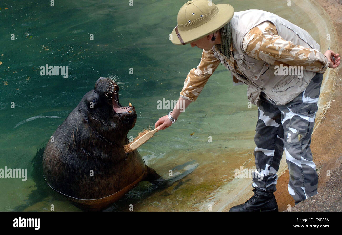 Tiere-Lächeln Stockfoto