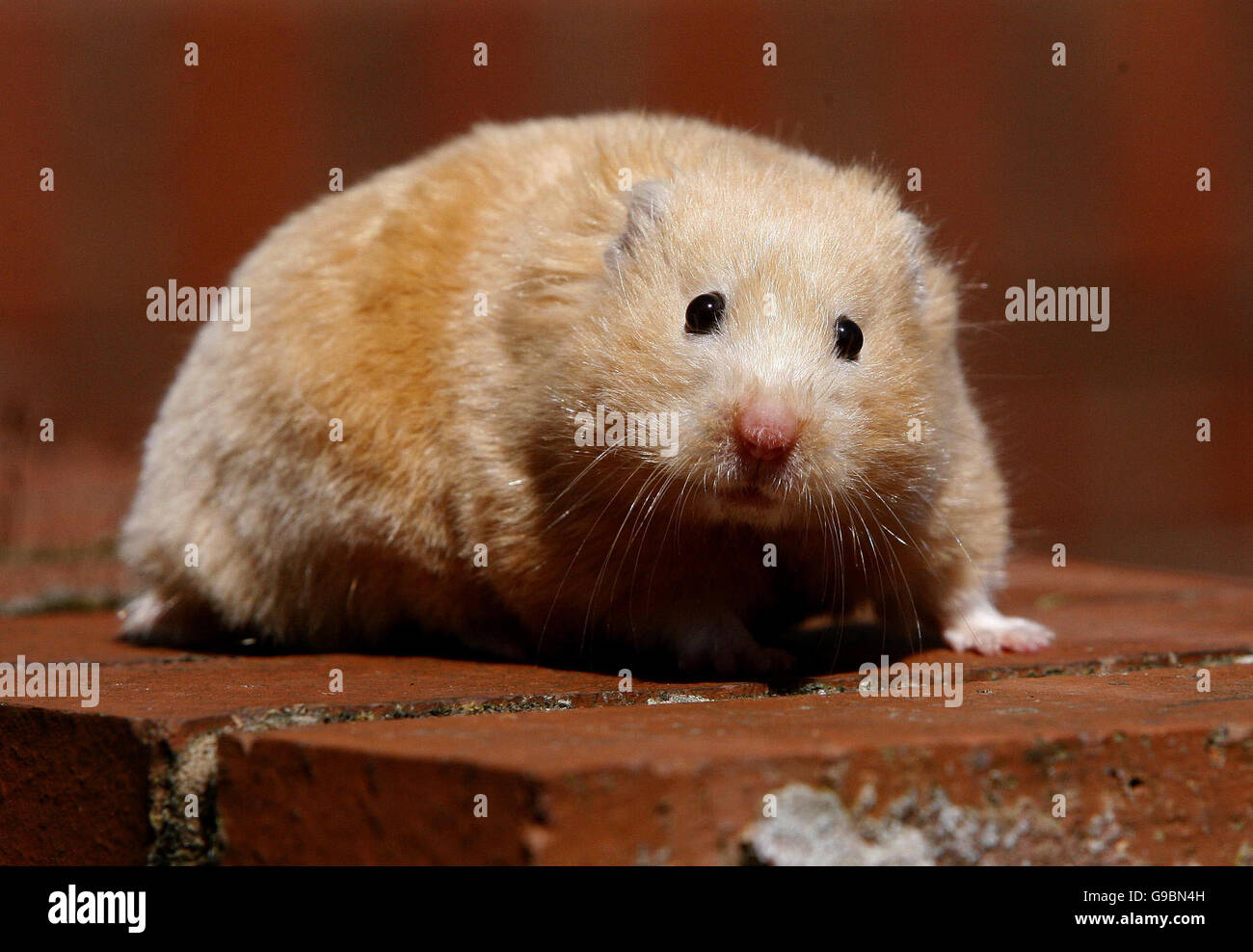 Tiere-Hamster Stockfoto