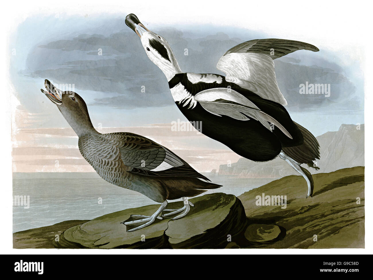 Labrador Ente, jetzt ausgestorben, Camptorhynchus Labradorius, Vögel, 1827-1838 Stockfoto