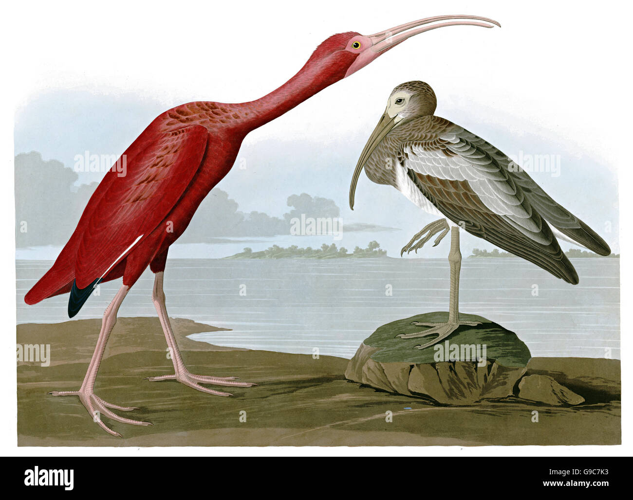 Scarlet Ibis, Eudocimus Ruber, Vögel, 1827-1838 Stockfoto