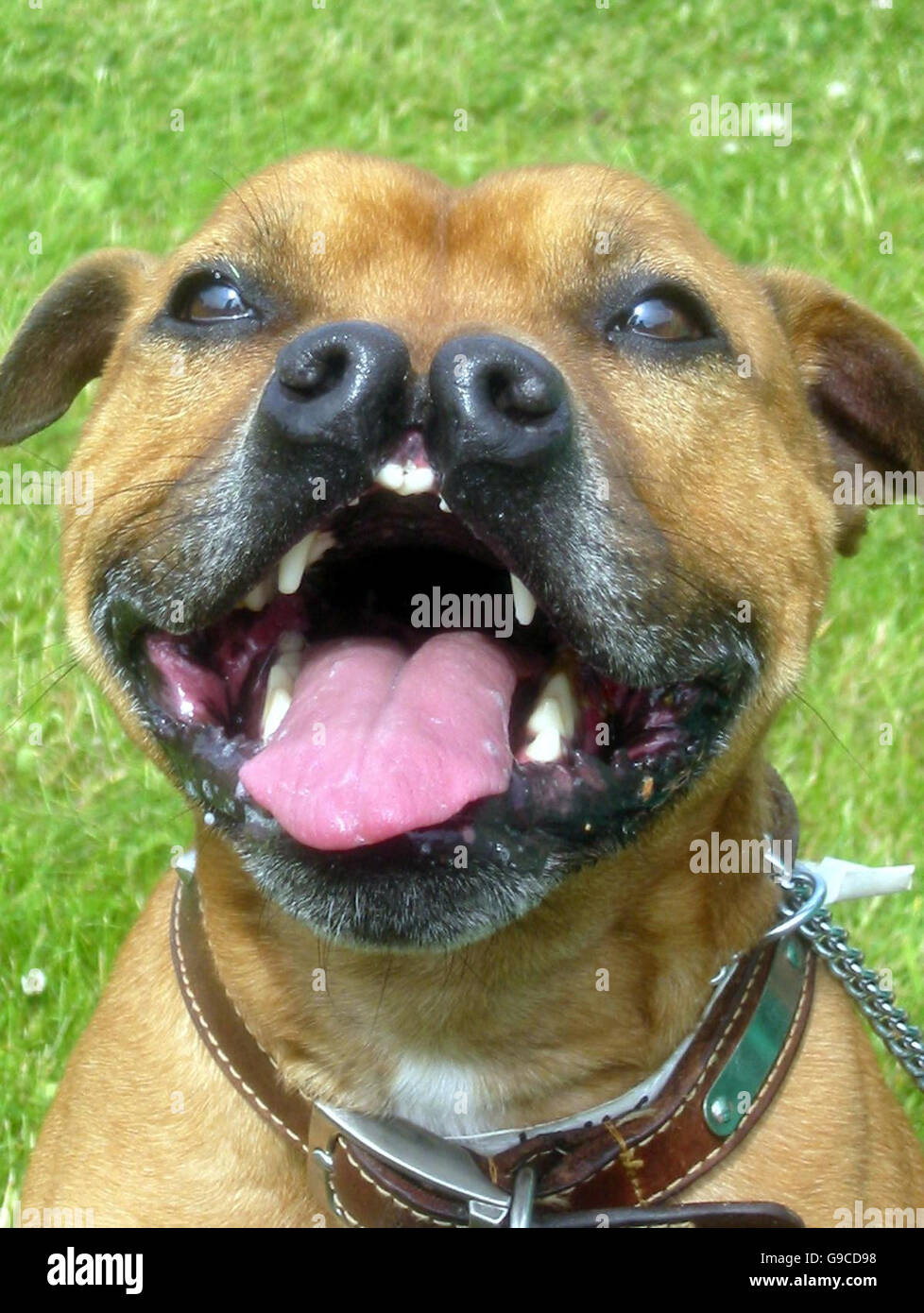 Duo der Tan Staffordshire Bull Terrier in seiner temporären Newcastle Hund und Katze Tierheim nach Hause. Stockfoto