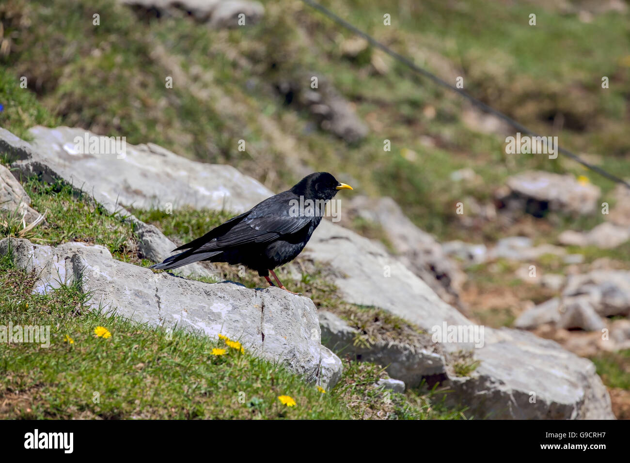 Alpine oder gelb-billed Alpenkrähe (p. Graculus). auf der Oberseite Fuente De in den Picos de Europa-Nordspanien Stockfoto