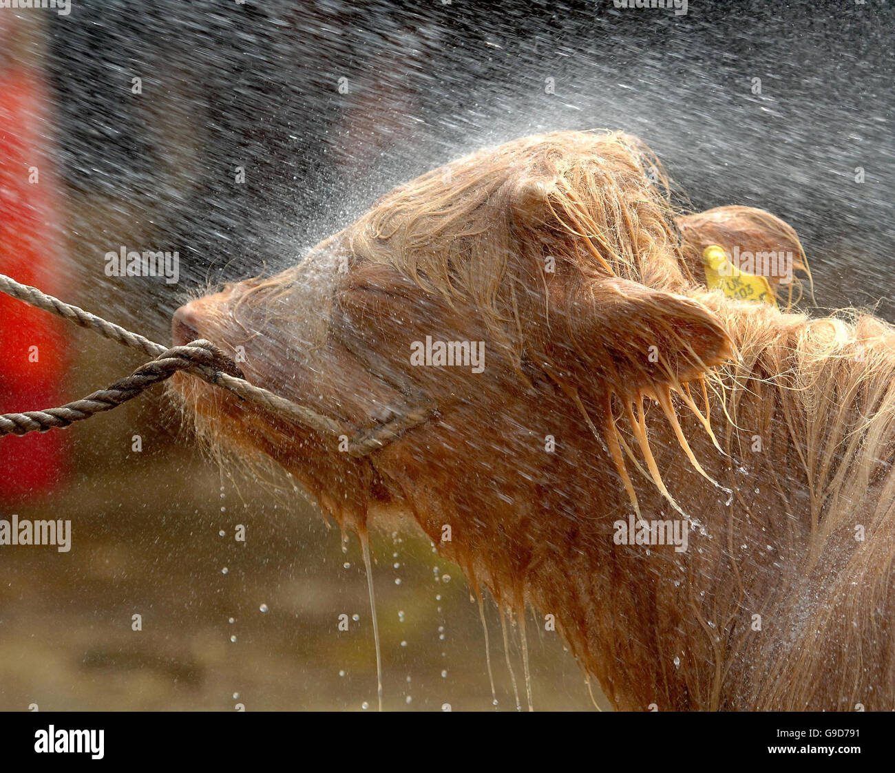 Eine 4 Monate alte Highland Heifer genießt eine kalte Dusche bei der Royal Show, Stoneleigh, Warwickshire, während die Hitzewelle im ganzen Land weiter geht. Stockfoto