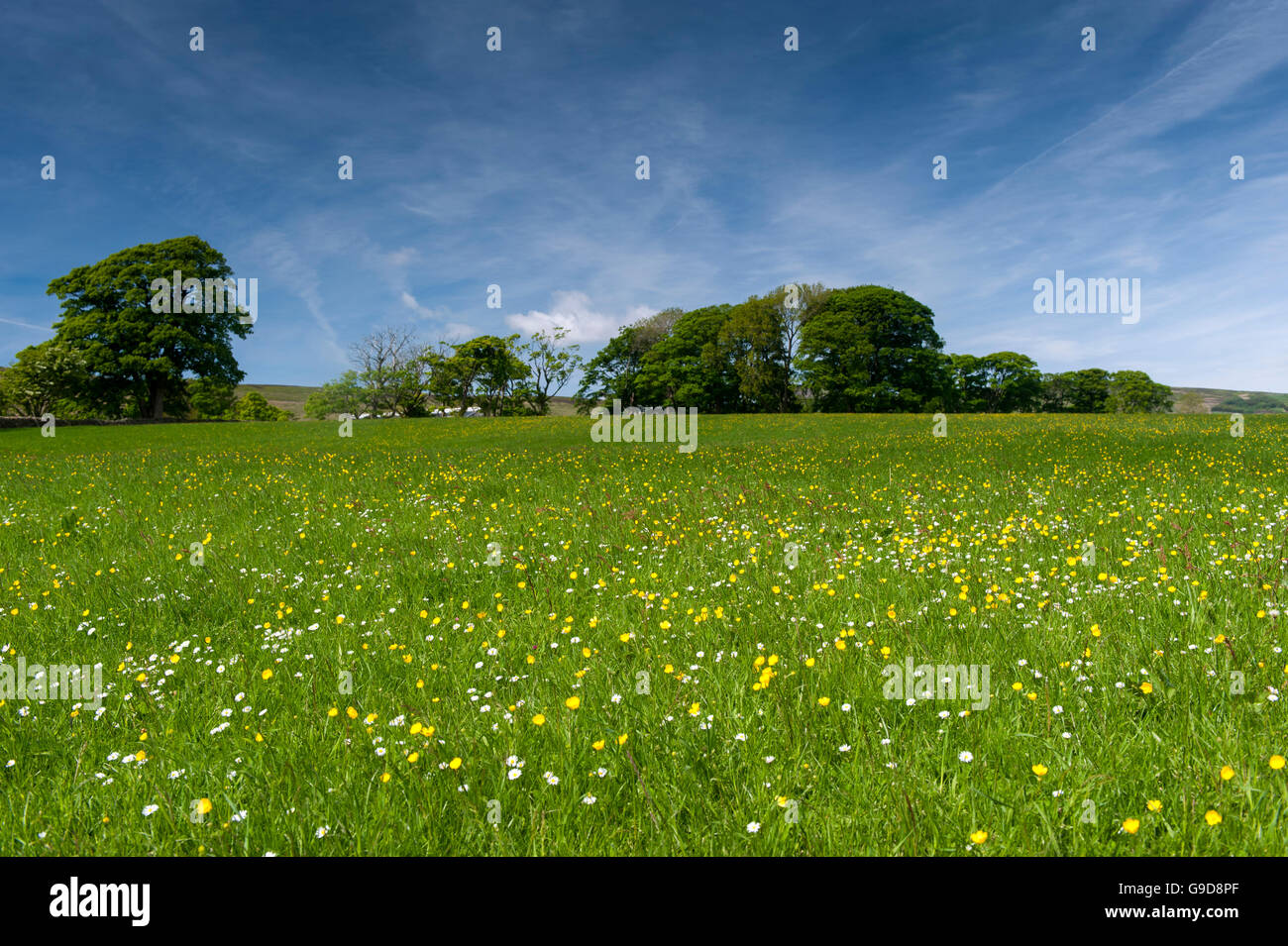 Hochland Wiese in den Wald von Bowland im Frühsommer, voller Wildblumen und Gräser. Lancashire, UK Stockfoto