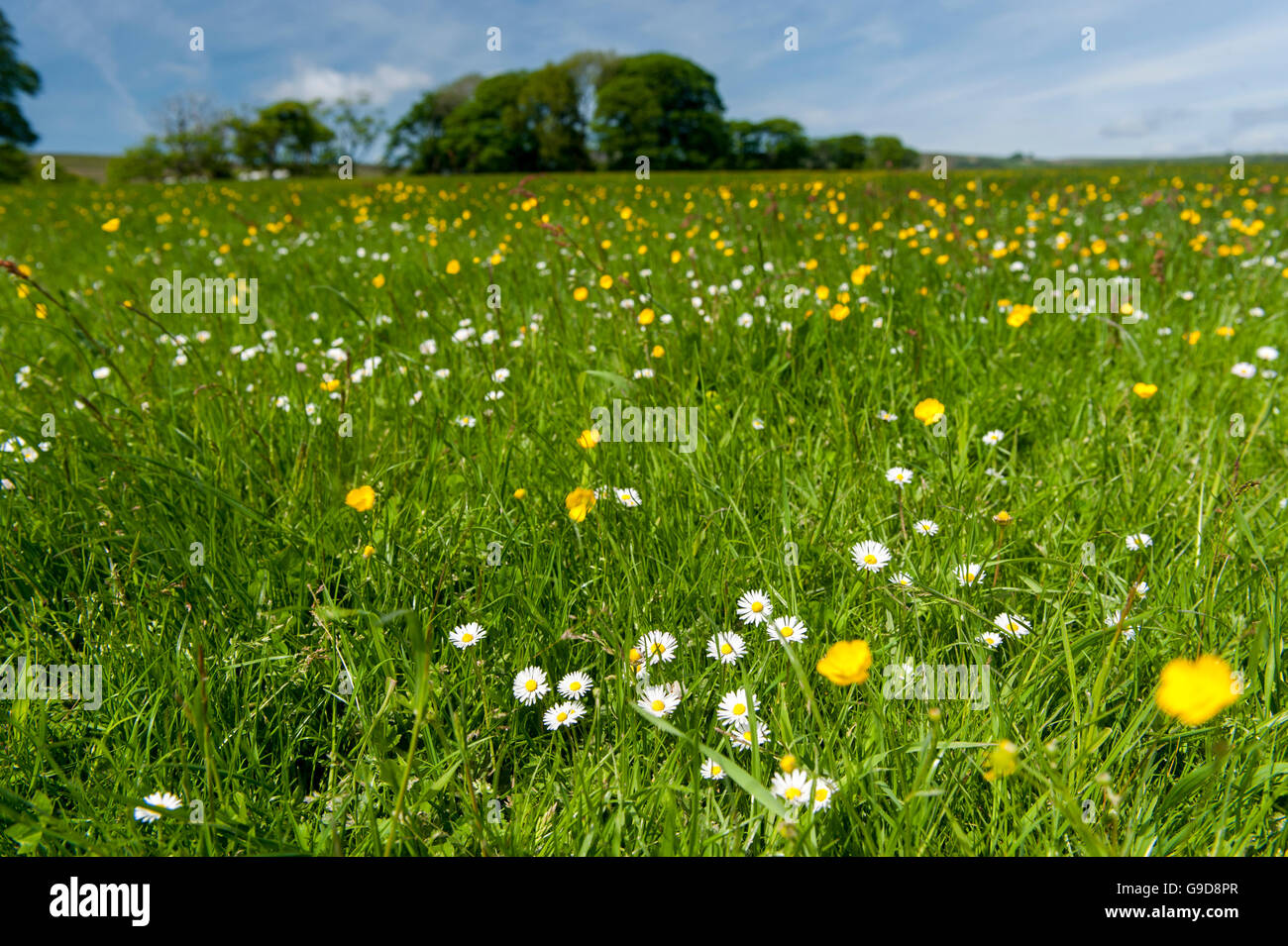 Hochland Wiese in den Wald von Bowland im Frühsommer, voller Wildblumen und Gräser. Lancashire, UK Stockfoto