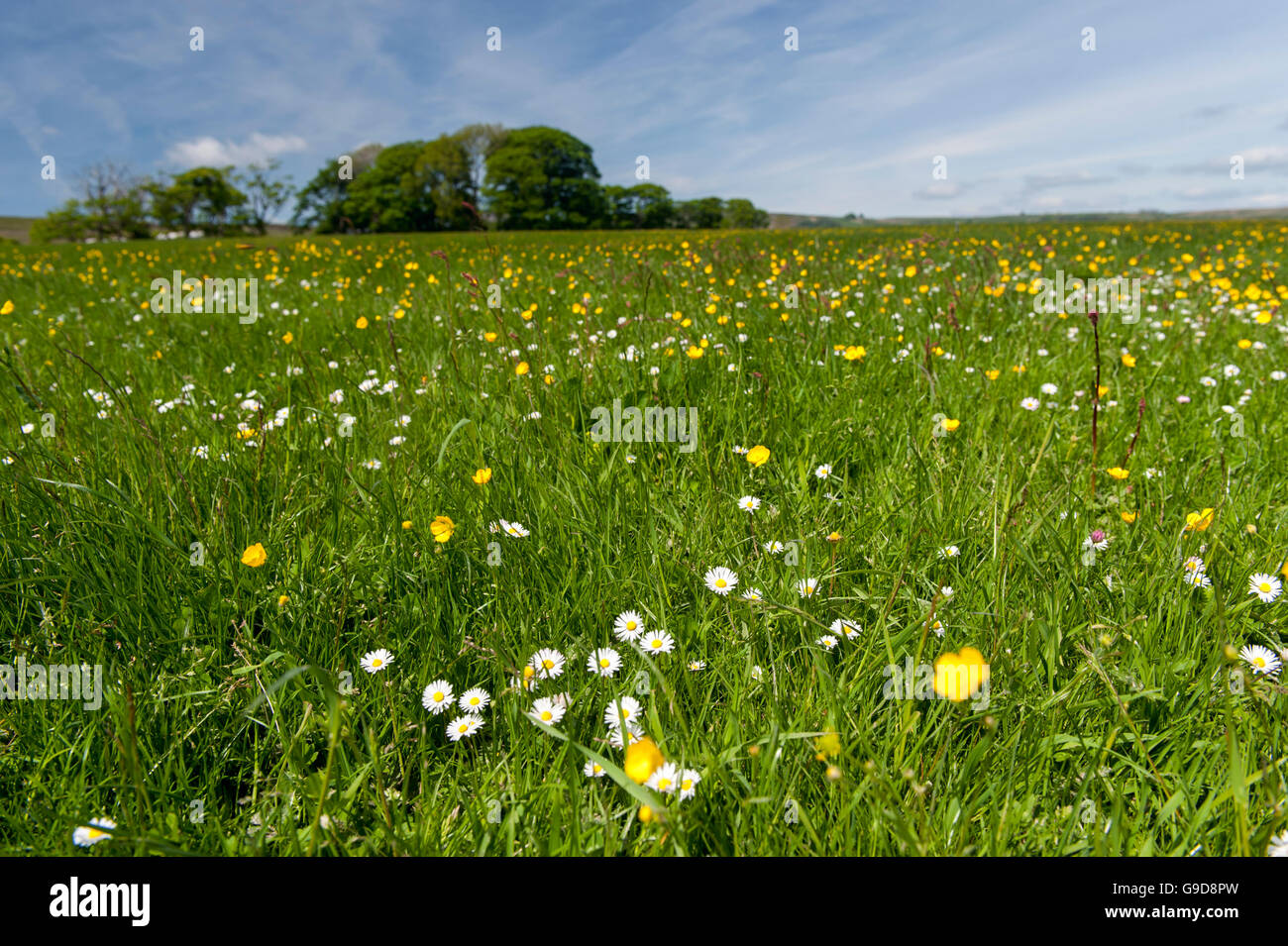 Hochland Wiese in den Wald von Bowland im Frühsommer, voller Wildblumen und Gräser. Lancashire, UK Stockfoto