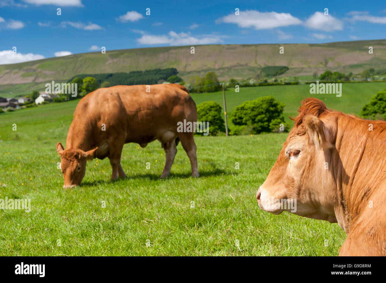 Limousin-Rinder in Weide, Frühsommer, Slaidburn, Lancashire, UK. Stockfoto