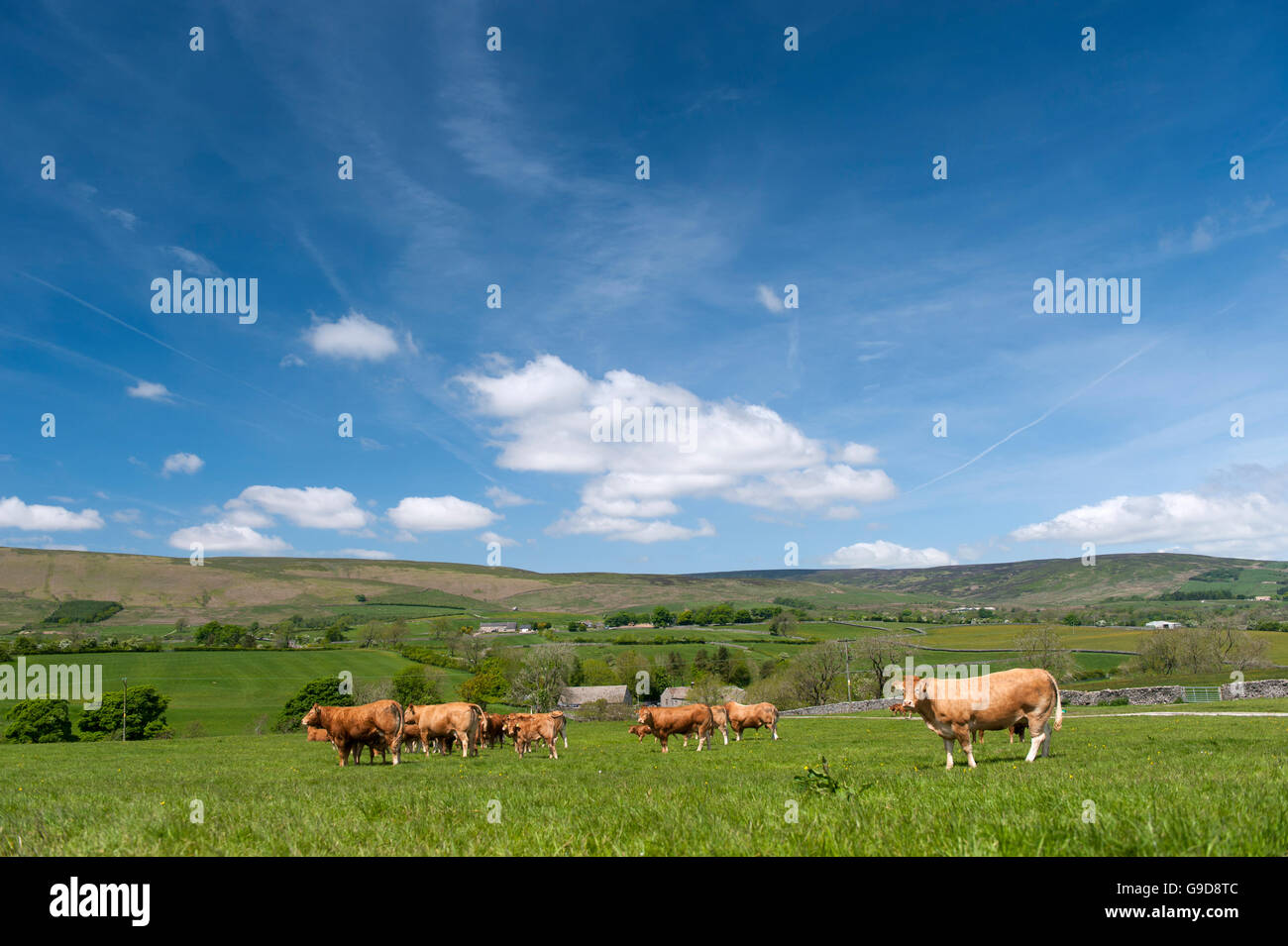 Limousin-Rinder in Weide, Frühsommer, Slaidburn, Lancashire, UK. Stockfoto