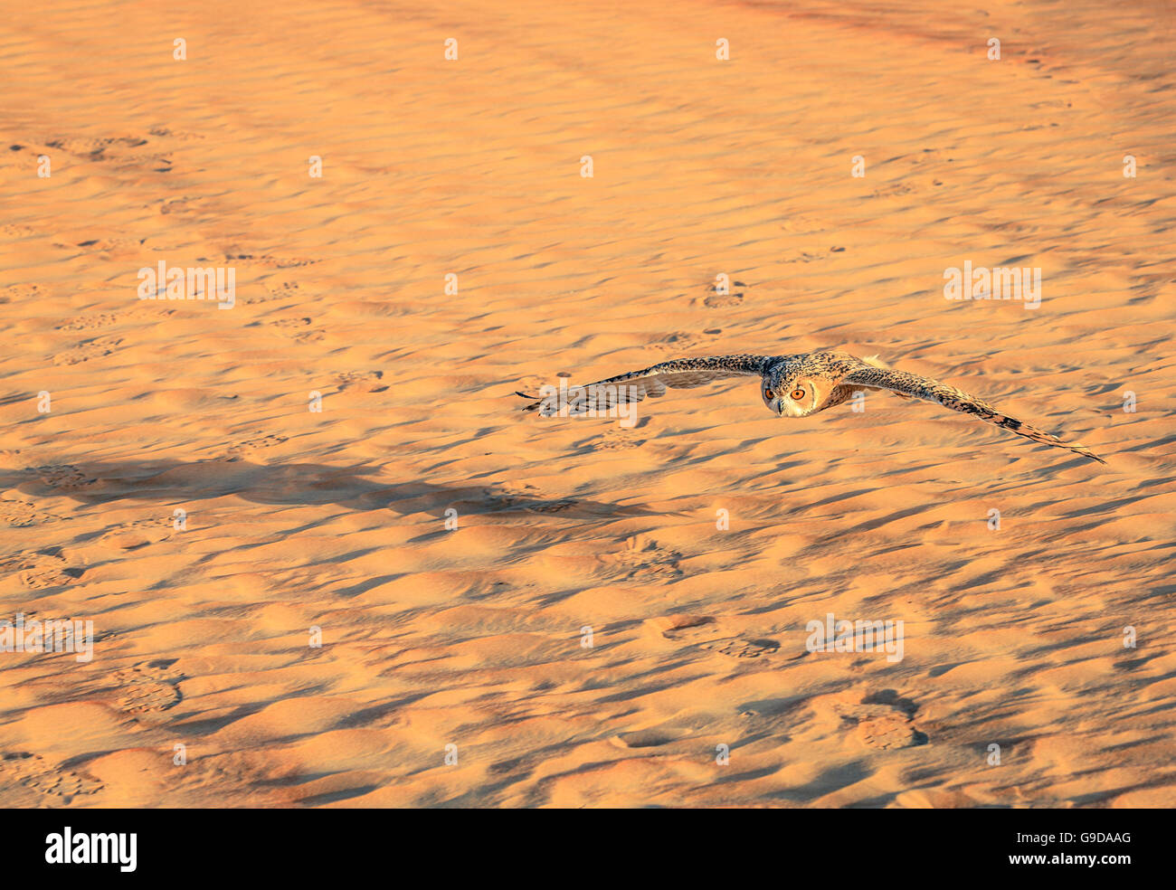 Wüste Uhu fliegt über Dünen von Dubai Desert Conservation Reserve, Vereinigte Arabische Emirate Stockfoto