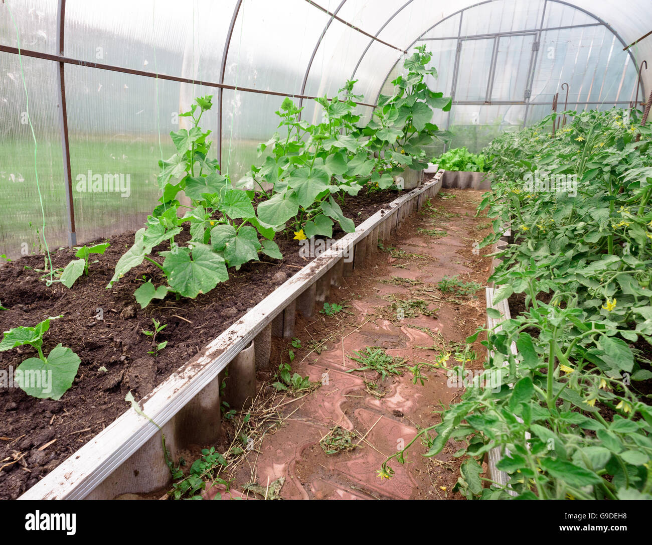 Gurken und Tomaten wachsen in ein kleines Gemüse Garten Gewächshaus  Stockfotografie - Alamy