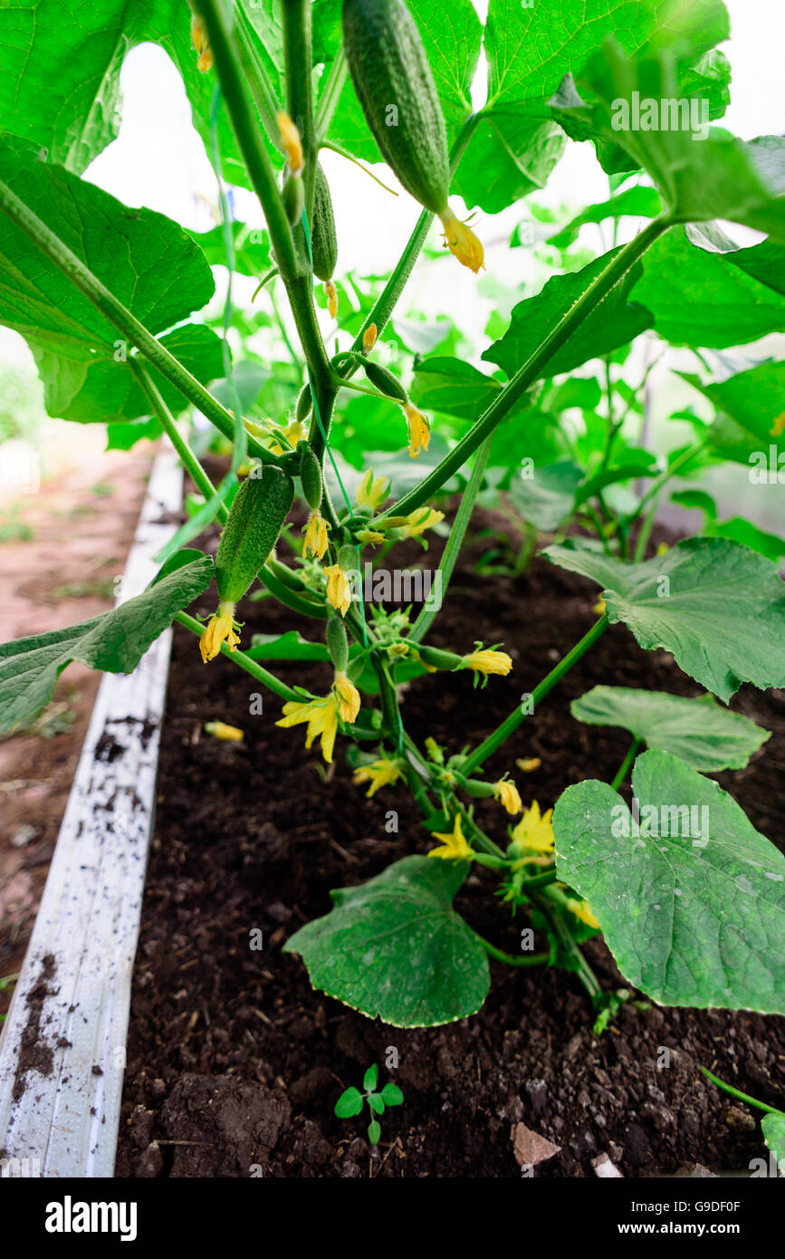 Gurken mit winzigen Früchte wachsen und angehende Blüten in ein kleines Gemüse Garten Gewächshaus Stockfoto