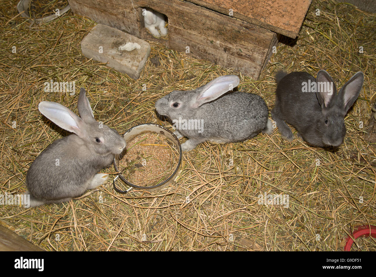 Eine junge Kaninchen ist in der Scheune auf dem Bauernhof Stockfoto