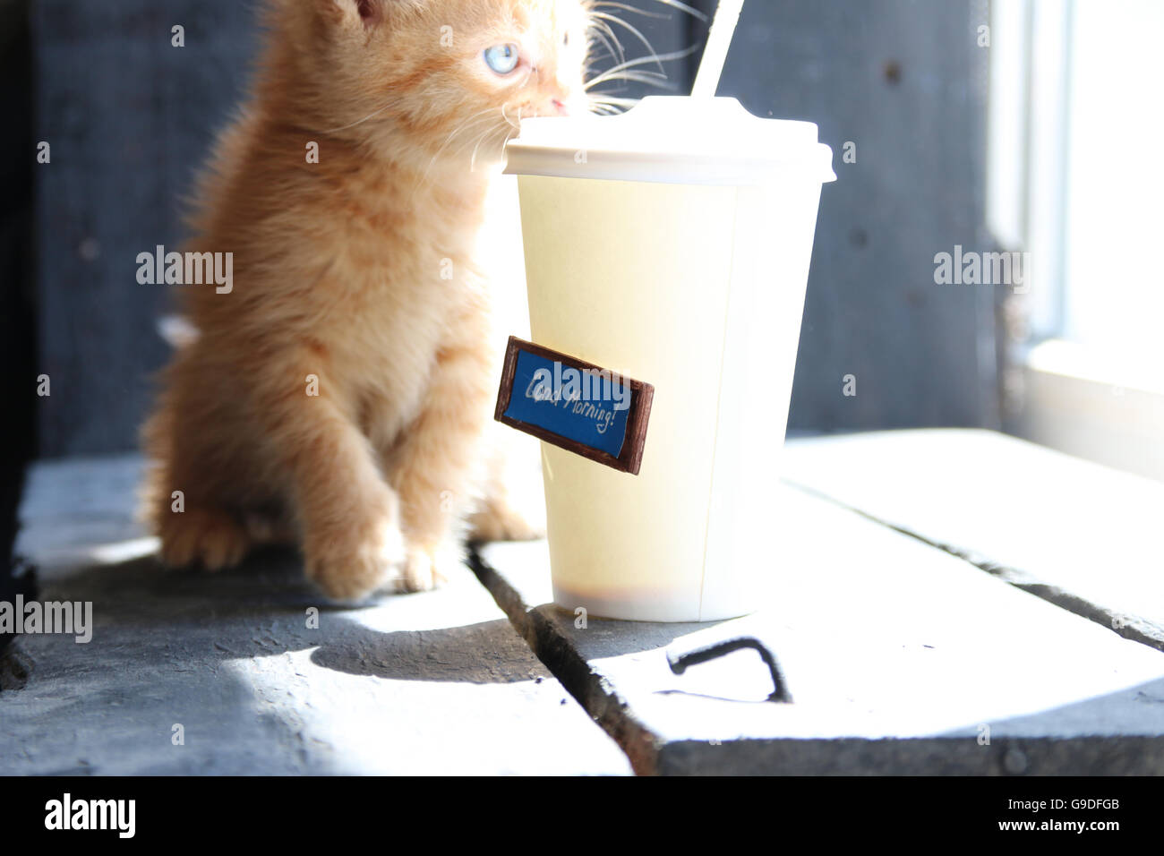 Guten Morgen Text, Kaffee und süße Kätzchen Stockfoto