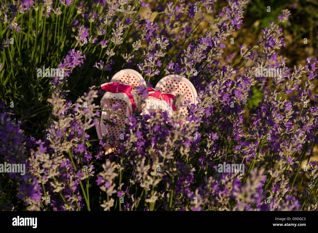 Baby Schuhe im lavendelfeld Stockfoto