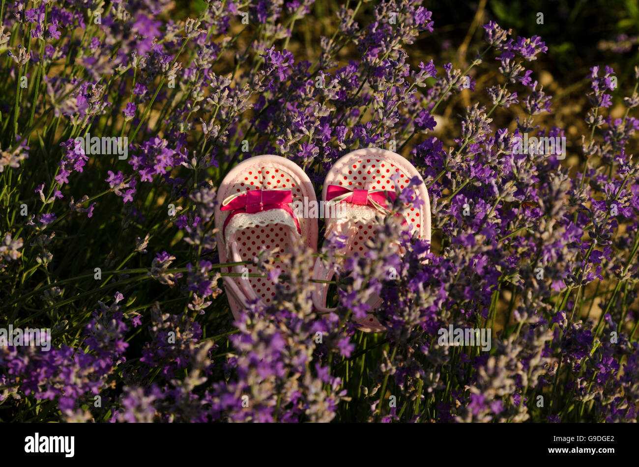 Lavendelfeld und Rosa Baby Schuhe Stockfoto