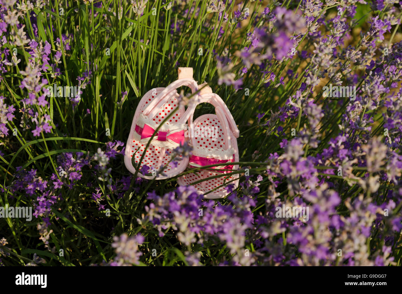 Lavendel ergibt sich in einem Feld mit Baby-Schuhe. Stockfoto