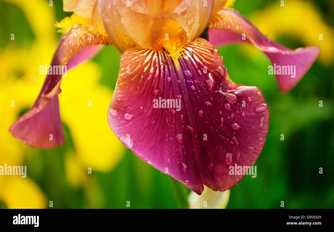 Nassen Blume Iris im Garten Stockfoto