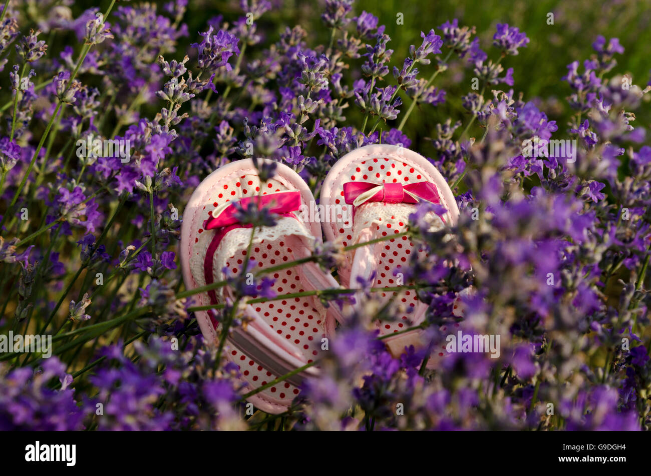 Rosa Babyschuhe im Lavendelfeld Stockfoto