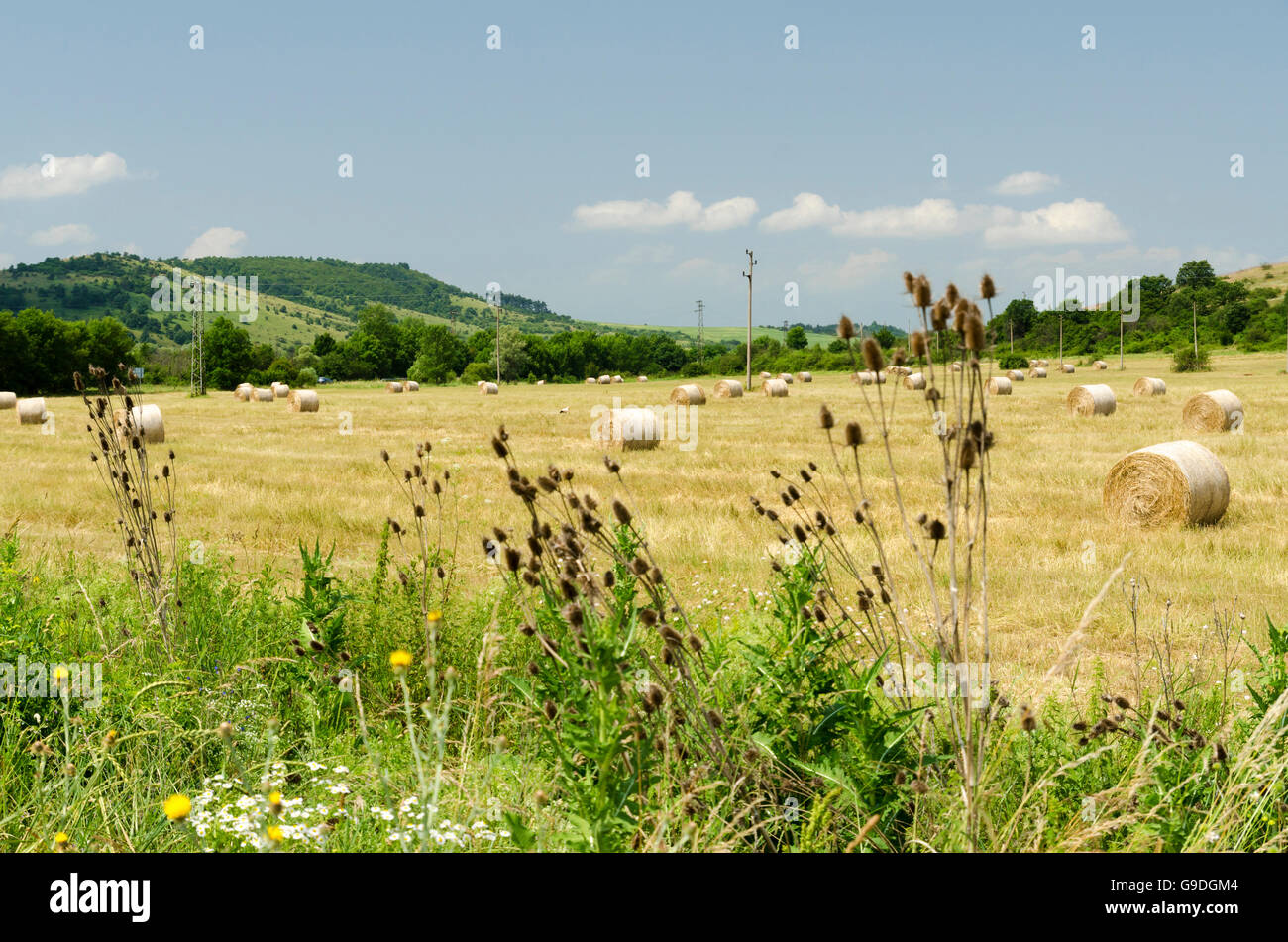 Strohballen auf einem Feld während der Sommer-Ernte und ein Storch Stockfoto