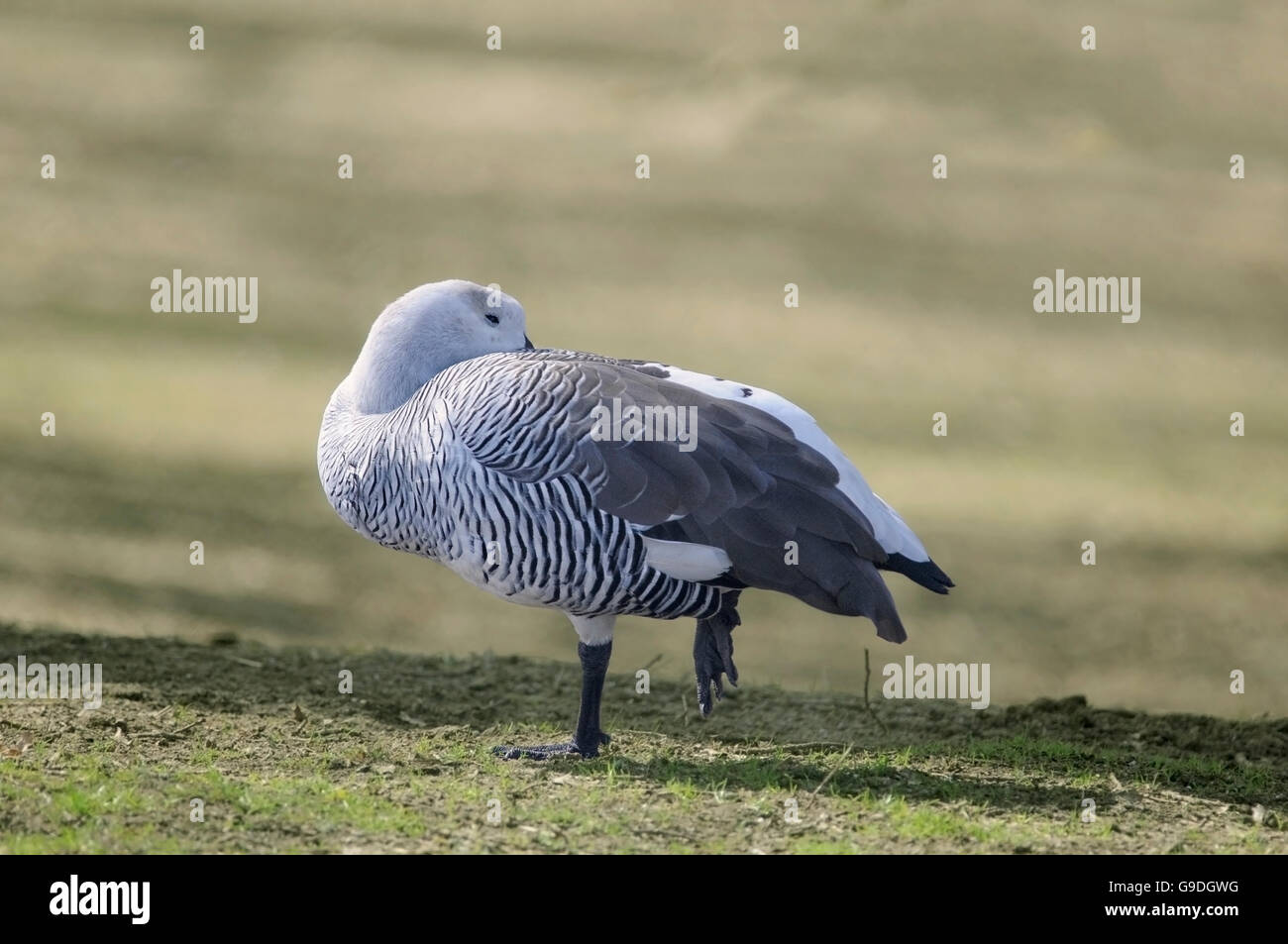 Horizontale Porträt des Erwachsenen von Magellan Gans, Chloephaga Picta, auf dem Boden. Stockfoto