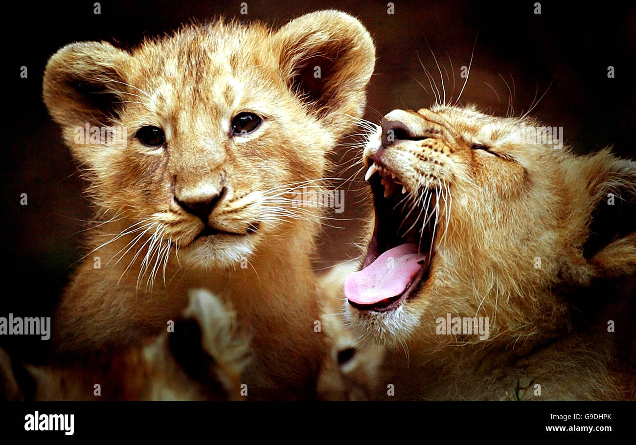 Neu geborene Lion Cubs Edinburgh Stockfoto