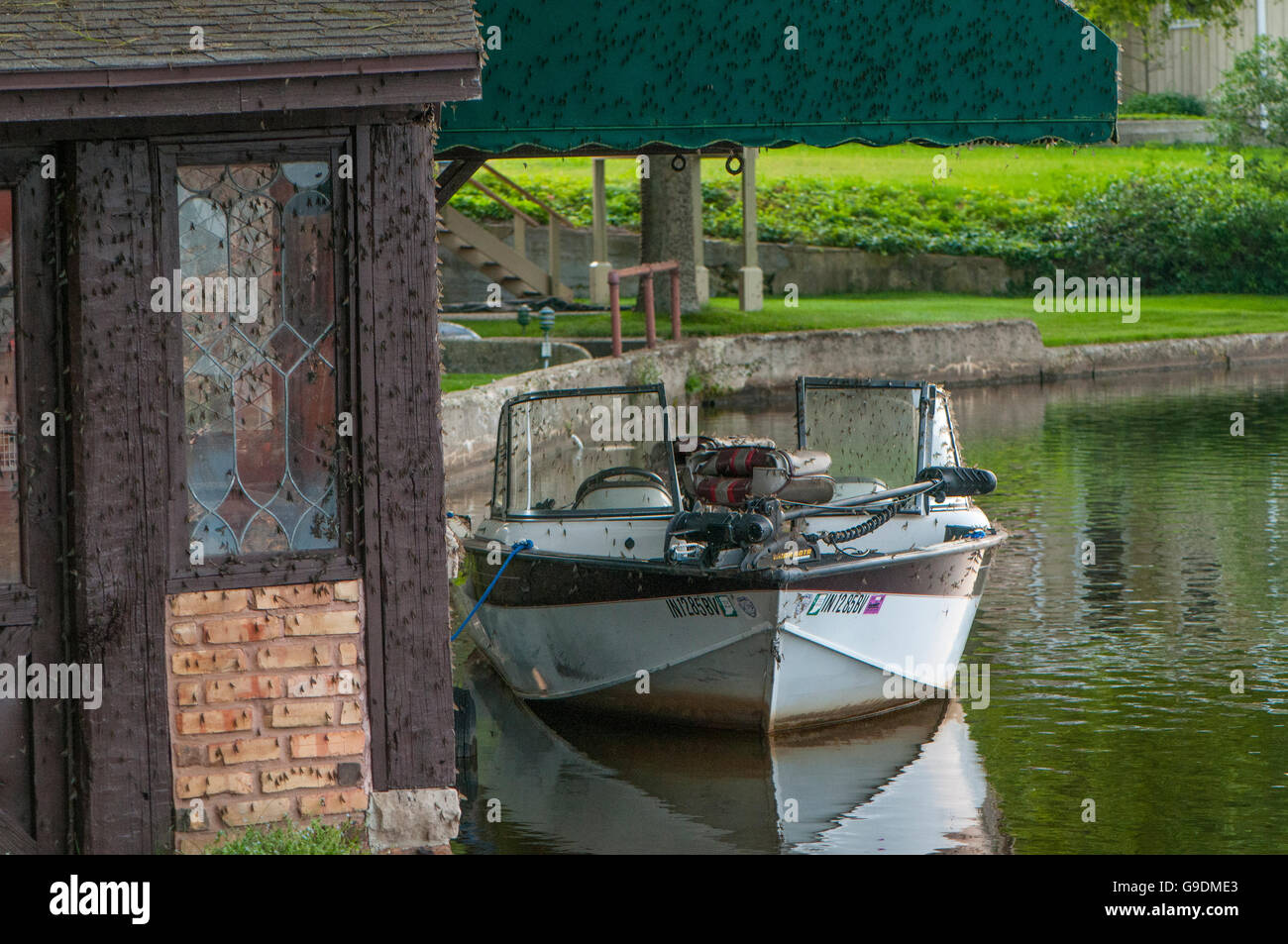 Ein Schnellboot schwimmt neben einem Bootshaus in Eintagsfliegen abgedeckt. Stockfoto