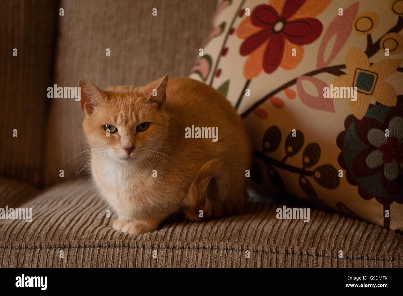 Eine kurzhaarige Katze Tabby Crouchs auf einem Stuhl. Stockfoto