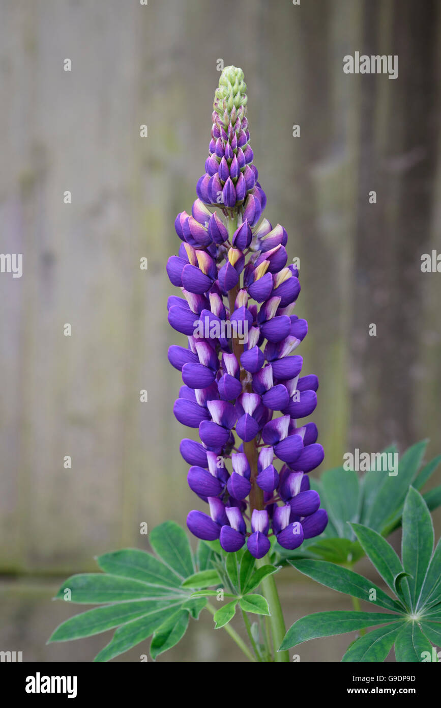 Lupine lila Blumen Stockfoto