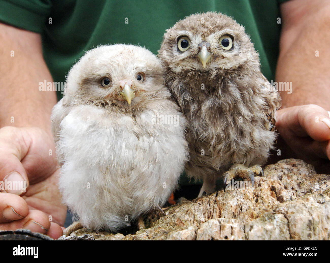 Eine ungewöhnliche sechs Wochen alte kleine Eule (links), die kleinere Augen hat und eine grauere Farbe neben einer typischen kleinen Eule ähnlichen Alters im Barn Owl Center in Brockworth, Gloucestershire hat. Stockfoto