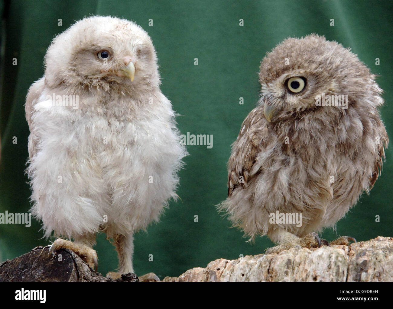 Eine ungewöhnliche sechs Wochen alte kleine Eule (links), die kleinere Augen hat und eine grauere Farbe neben einer typischen kleinen Eule ähnlichen Alters im Barn Owl Center in Brockworth, Gloucestershire hat. Stockfoto