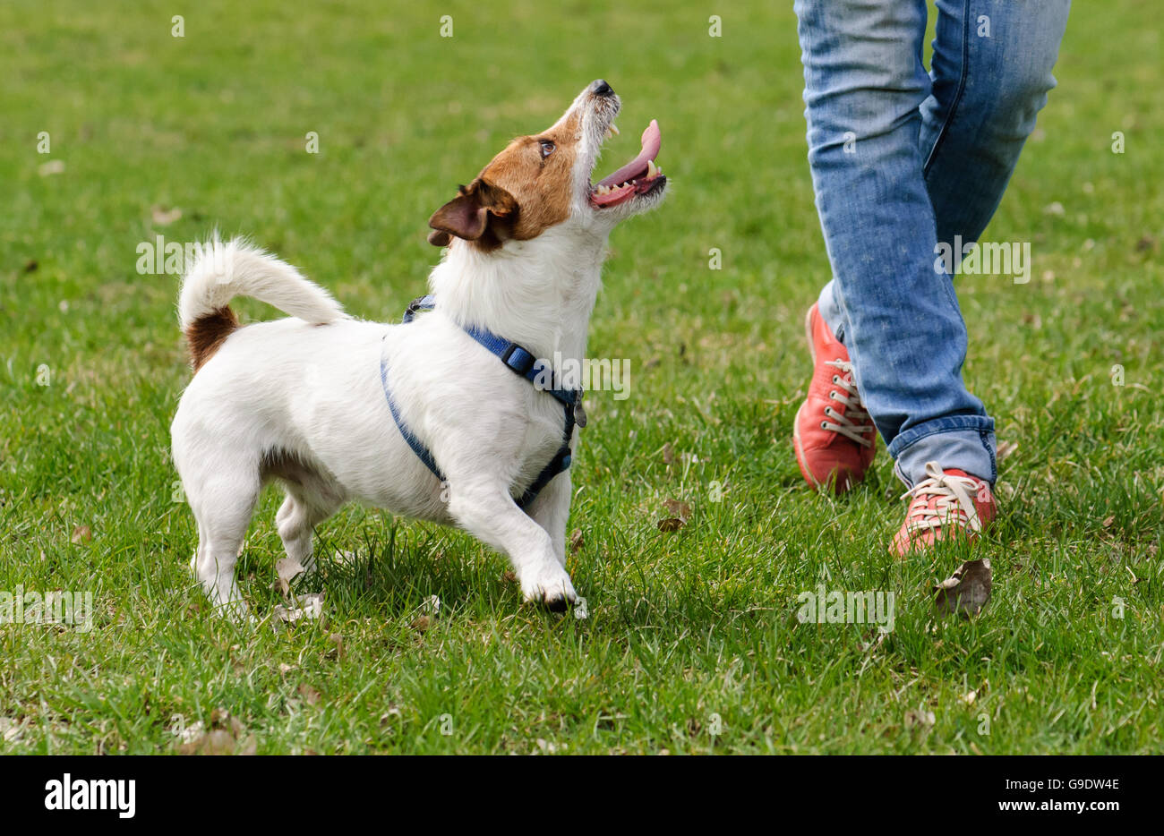 Gehorsamer Hund tun Gehtraining mit Besitzer Stockfoto