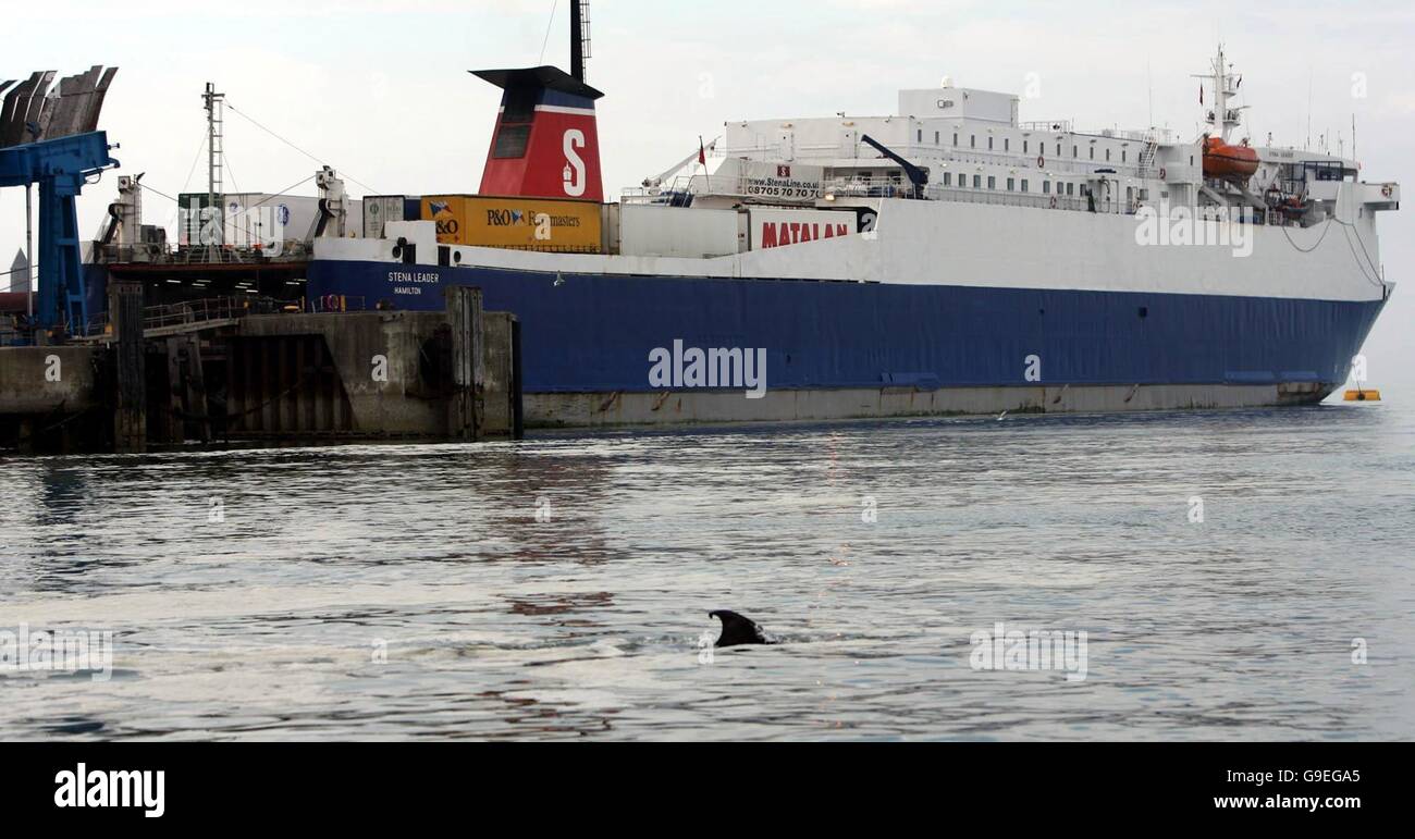 Ein Nerzwal, der seit einem dritten Tag im nordirischen Hafen Larne gestrandet ist, wird von Experten als gesundheitlich schlecht und in einem zunehmend bedrängten Zustand behauptet. Stockfoto