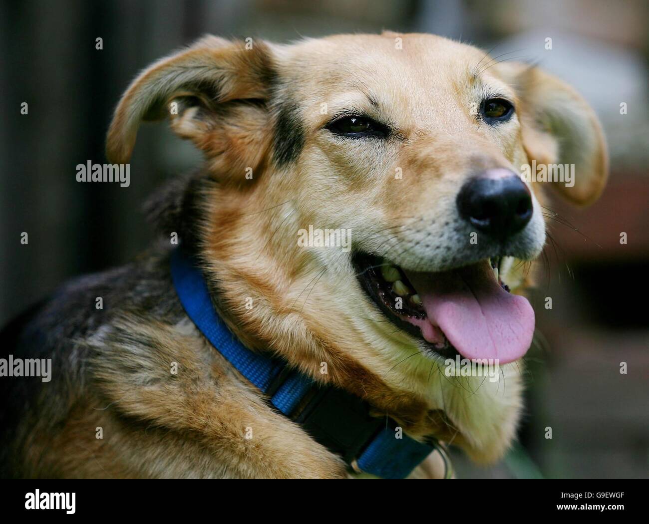 Jessie, eine Hündin, die vermutlich etwa 5 Jahre alt war, in ihrem neuen Zuhause in Bexley, Kent, nachdem sie vor 2 Jahren von der RSPCA vor Hunger und schlechter Behandlung durch ihren damaligen Besitzer gerettet worden war. Stockfoto