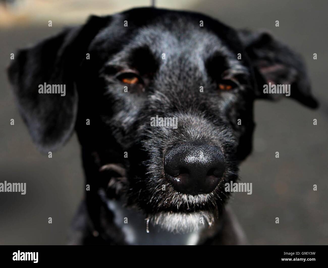 Milo, eines der neuen PSNI Spürhunden speziell ausgebildet, um große Mengen von Geld in den Mittelpunkt der Polizeihund in Antrim-Nordirland finden. Stockfoto