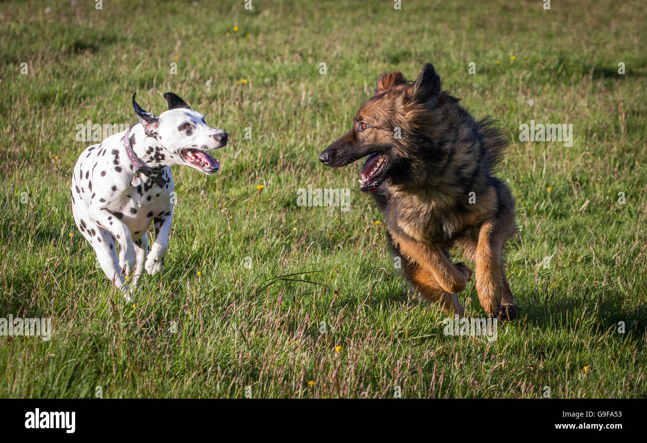 Zwei freundliche Hunde zusammen laufen und schauen einander an.  Deutscher Schäferhund und Dalmatiner. Stockfoto